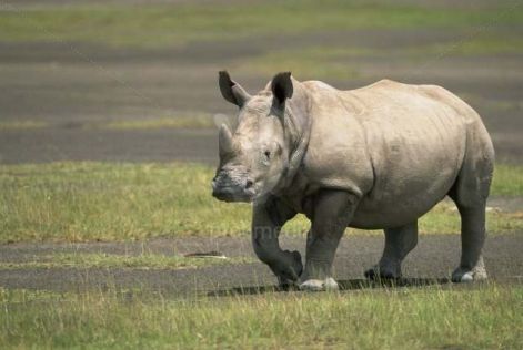 rinocerosz.jpg